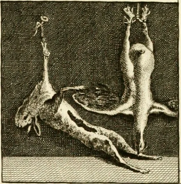 An illustration from Les antiquités d'Herculanum : avec leurs explications en françois, 1780, leaf 332