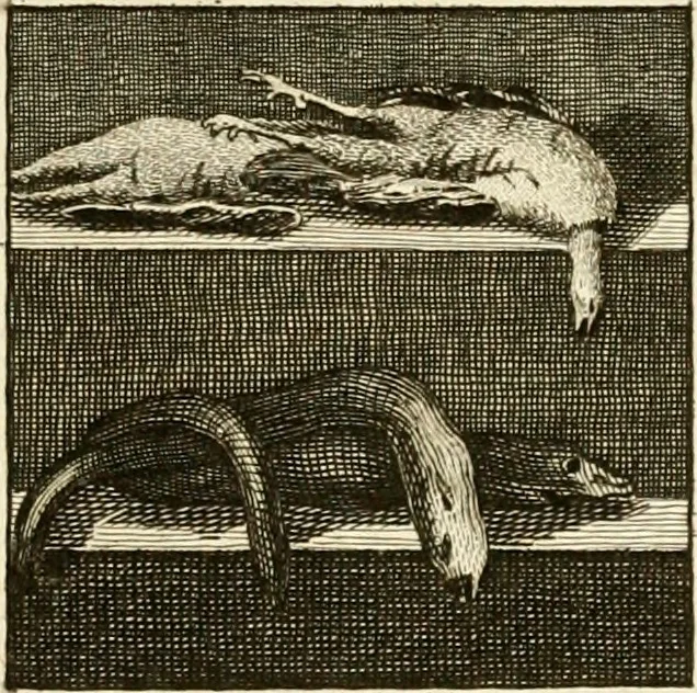 An illustration from Les antiquités d'Herculanum : avec leurs explications en françois, 1780, leaf 332