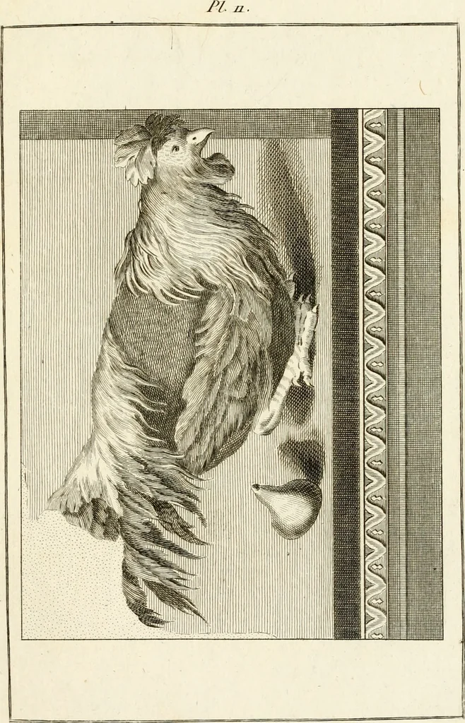 An illustration from Les antiquités d'Herculanum : avec leurs explications en françois, 1780, leaf 42