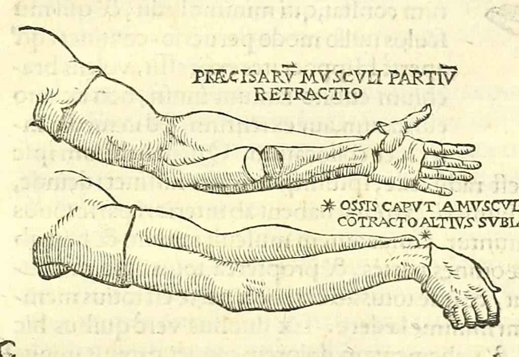 An illustration from Galeni librorum septima classis : curativum methodum tum diffuse tum breviter descriptam, victus rationem in morbis acutis, singulorum morborum facile paranda remedia, privatam quorundam morborum curationem, chirurgie constitutionem, fracturarum ac luxationum sanationem, fasciarum deniq ; & laqueorum & machinamentorum tractatum continet, 1576, leaf 469