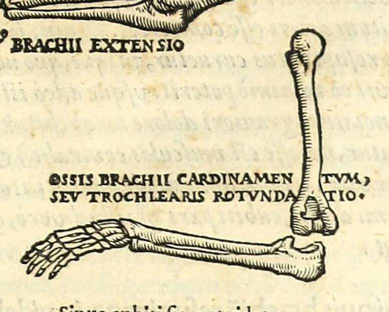 An illustration from Galeni librorum septima classis : curativum methodum tum diffuse tum breviter descriptam, victus rationem in morbis acutis, singulorum morborum facile paranda remedia, privatam quorundam morborum curationem, chirurgie constitutionem, fracturarum ac luxationum sanationem, fasciarum deniq ; & laqueorum & machinamentorum tractatum continet, 1576, leaf 473