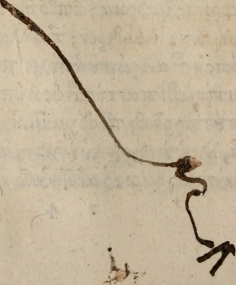 An illustration from Antonini Liberalis Transformationum congeries. Phlegontis Tralliani De mirabilibus & longaeuis libellus. Eivsdem De Olympijs fragmentum. Apollonii Historiae mirabiles. Antigoni Mirabil. narrationú congeries. M. Antonini philosophi imp. romani, De vita sua libri XII ab innumeris quibus antea scatebant mendis repurgati, & nuno demum vere editi, 1568, leaf 211