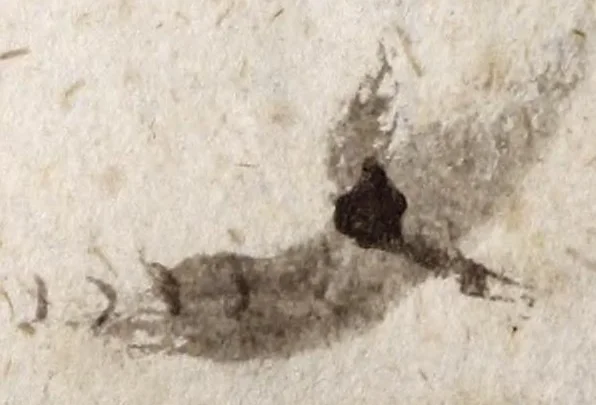 An illustration from AntonI Sucquet e Societate Iesu Via vitae aeternae, 1630, leaf 319