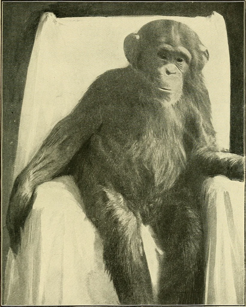 An illustration from Apes and monkeys; their life and language, 1900, leaf 222