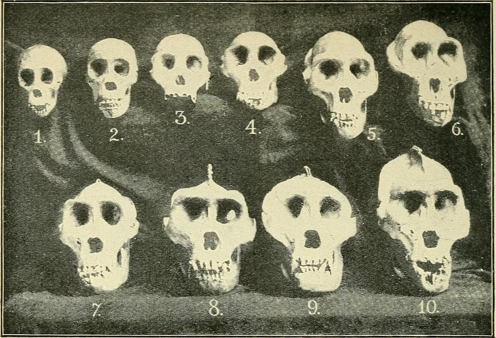 An illustration from Apes and monkeys; their life and language, 1900, leaf 243