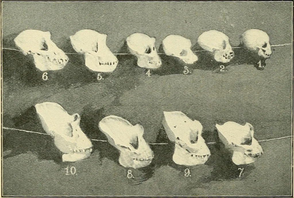 An illustration from Apes and monkeys; their life and language, 1900, leaf 243