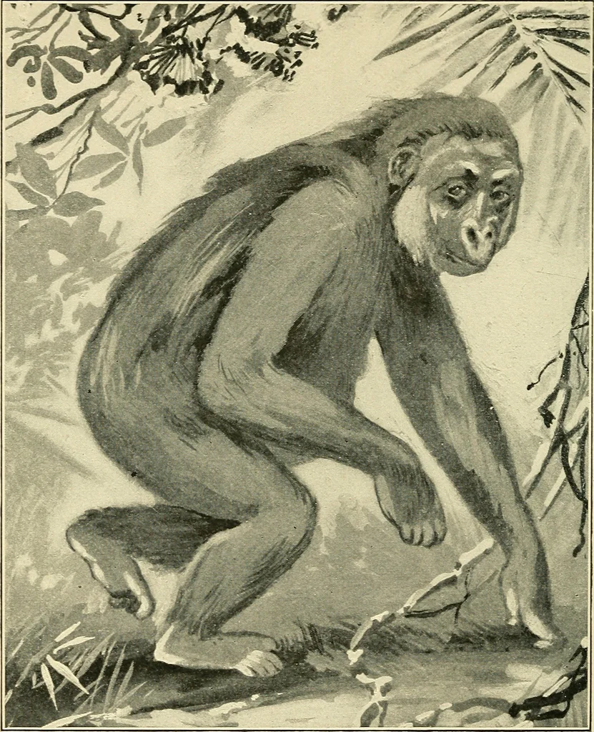 An illustration from Apes and monkeys; their life and language, 1900, leaf 249