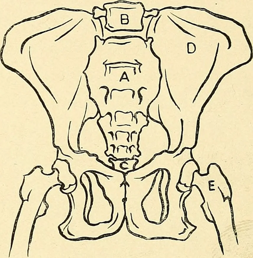 An illustration from Apes and monkeys; their life and language, 1900, leaf 28