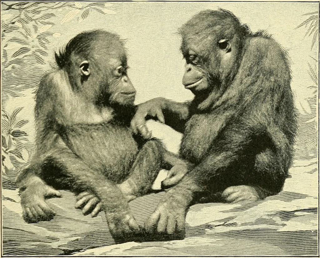 An illustration from Apes and monkeys; their life and language, 1900, leaf 298