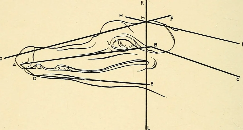 An illustration from Apes and monkeys; their life and language, 1900, leaf 33
