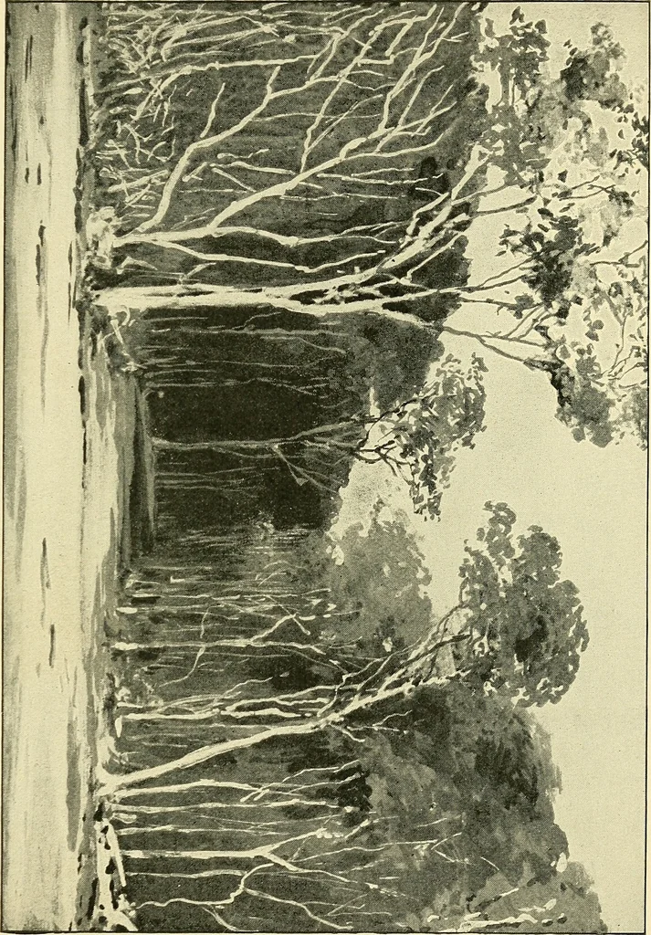 An illustration from Apes and monkeys; their life and language, 1900, leaf 88