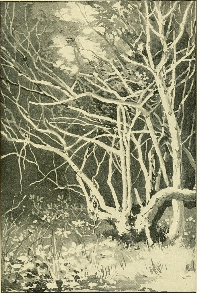 An illustration from Apes and monkeys; their life and language, 1900, leaf 90