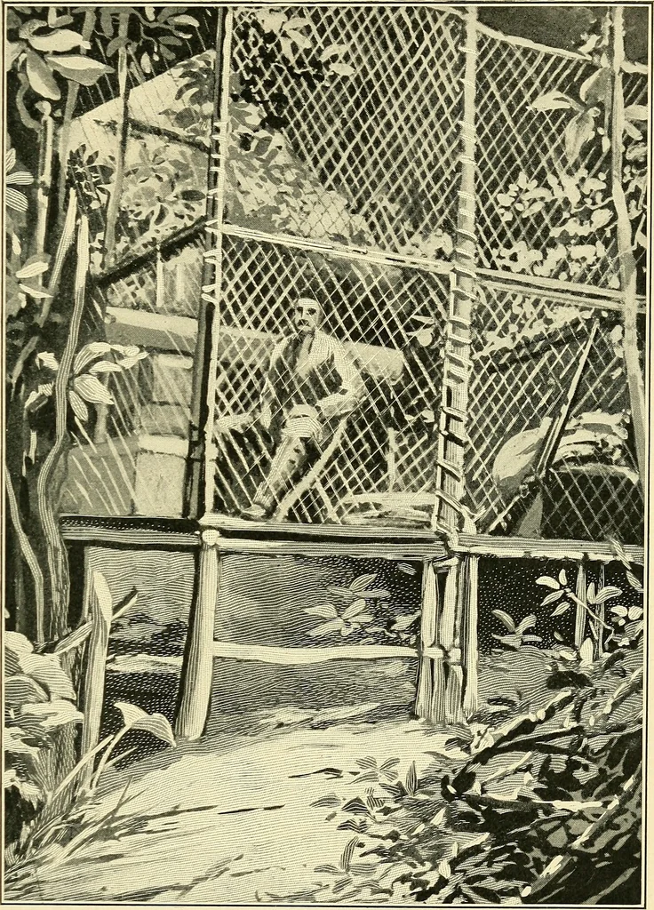 An illustration from Apes and monkeys; their life and language, 1900, leaf 92