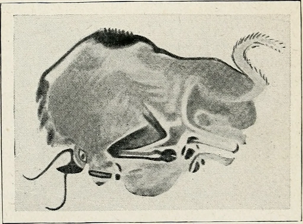 An illustration from Apollo : histoire générale des arts plastiques professée en 1902-1903 à l'École du Louvre, 1907, leaf 22