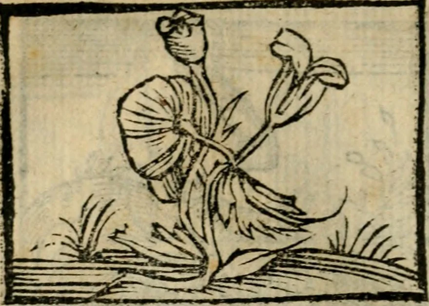 An illustration from Horou Apollonos Neiloou Hieroglyphika eklekta = Hori Apollinis Selecta hieroglyphica : imagines vero cum priuilegio, 1599, leaf 133