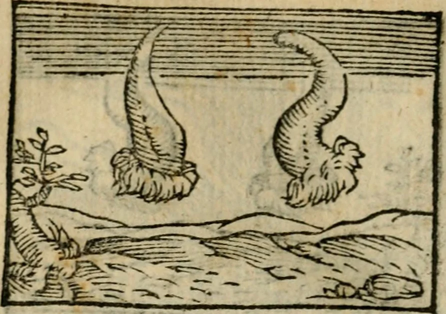 An illustration from Horou Apollonos Neiloou Hieroglyphika eklekta = Hori Apollinis Selecta hieroglyphica : imagines vero cum priuilegio, 1599, leaf 143