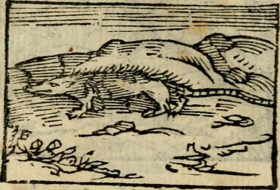An illustration from Horou Apollonos Neiloou Hieroglyphika eklekta = Hori Apollinis Selecta hieroglyphica : imagines vero cum priuilegio, 1599, leaf 157