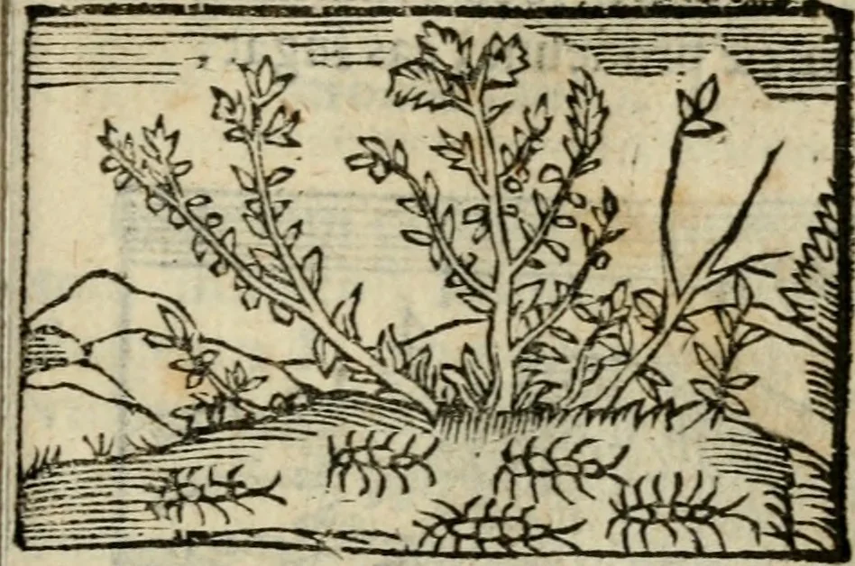 An illustration from Horou Apollonos Neiloou Hieroglyphika eklekta = Hori Apollinis Selecta hieroglyphica : imagines vero cum priuilegio, 1599, leaf 158