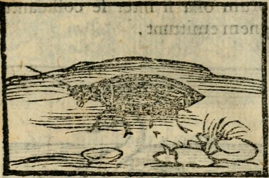 An illustration from Horou Apollonos Neiloou Hieroglyphika eklekta = Hori Apollinis Selecta hieroglyphica : imagines vero cum priuilegio, 1599, leaf 165