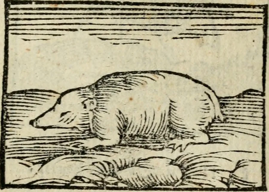 An illustration from Horou Apollonos Neiloou Hieroglyphika eklekta = Hori Apollinis Selecta hieroglyphica : imagines vero cum priuilegio, 1599, leaf 190