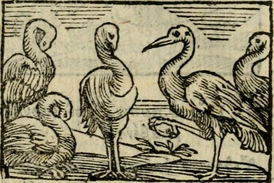 An illustration from Horou Apollonos Neiloou Hieroglyphika eklekta = Hori Apollinis Selecta hieroglyphica : imagines vero cum priuilegio, 1599, leaf 229