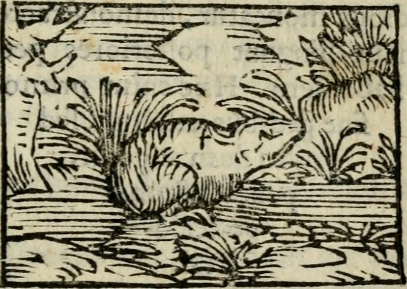 An illustration from Horou Apollonos Neiloou Hieroglyphika eklekta = Hori Apollinis Selecta hieroglyphica : imagines vero cum priuilegio, 1599, leaf 238