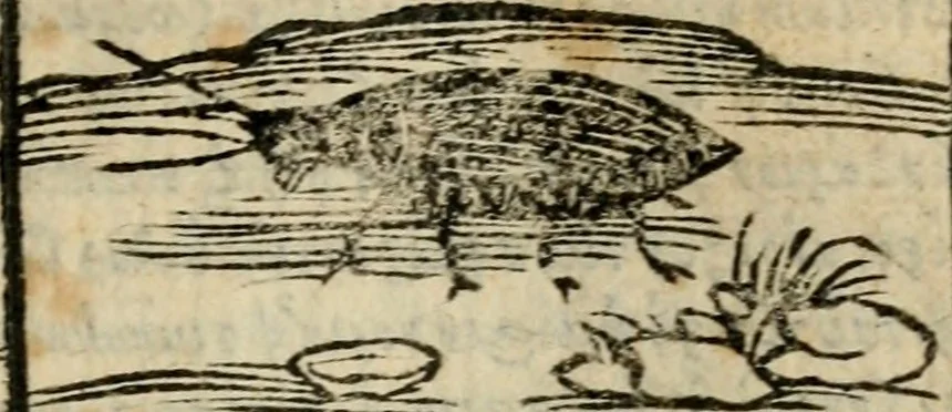 An illustration from Horou Apollonos Neiloou Hieroglyphika eklekta = Hori Apollinis Selecta hieroglyphica : imagines vero cum priuilegio, 1599, leaf 24