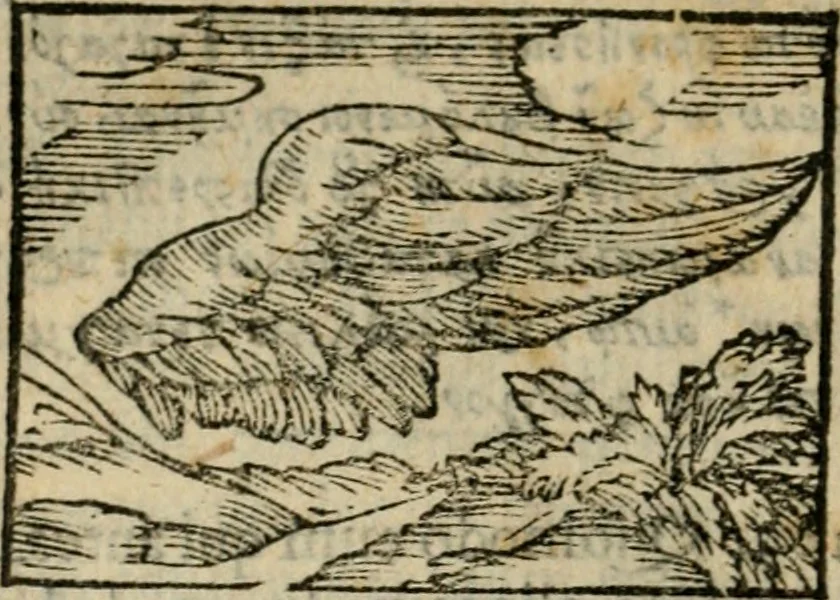 An illustration from Horou Apollonos Neiloou Hieroglyphika eklekta = Hori Apollinis Selecta hieroglyphica : imagines vero cum priuilegio, 1599, leaf 255