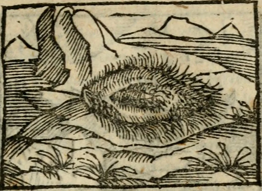 An illustration from Horou Apollonos Neiloou Hieroglyphika eklekta = Hori Apollinis Selecta hieroglyphica : imagines vero cum priuilegio, 1599, leaf 92