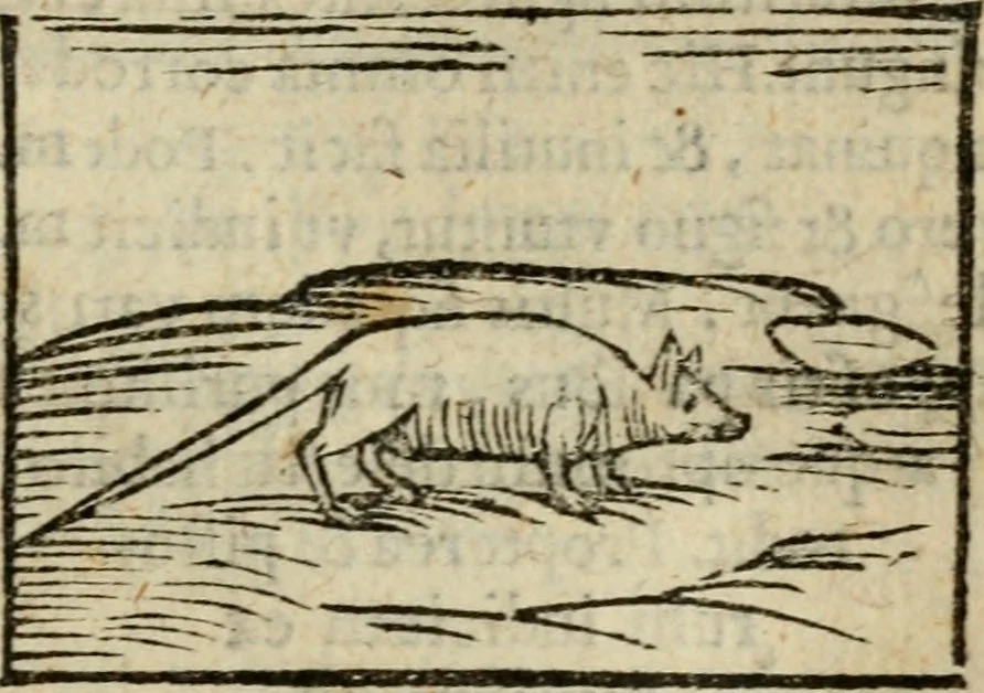 An illustration from Horou Apollonos Neiloou Hieroglyphika eklekta = Hori Apollinis Selecta hieroglyphica : imagines vero cum priuilegio, 1599, leaf 96