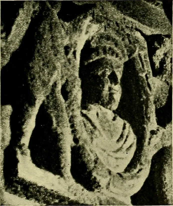 An illustration from Apotheosis and after life;, 1916, leaf 64