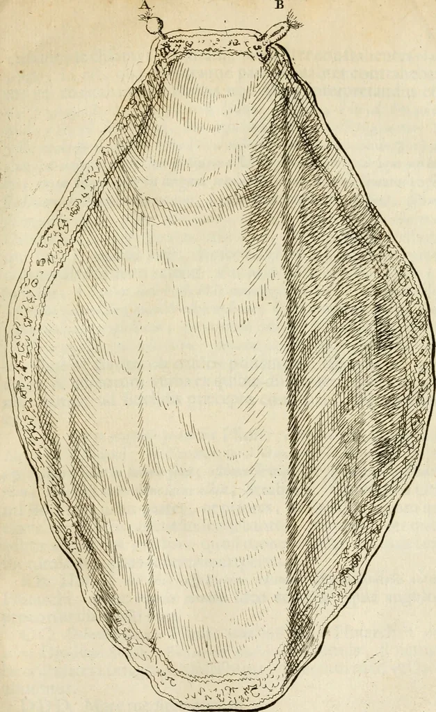 An illustration from Apotheosis vel consecratio Homeri, sive, Lapis antiquissimus in quo poëtarum principis Homeri consecratio sculpta est, 1683, leaf 186
