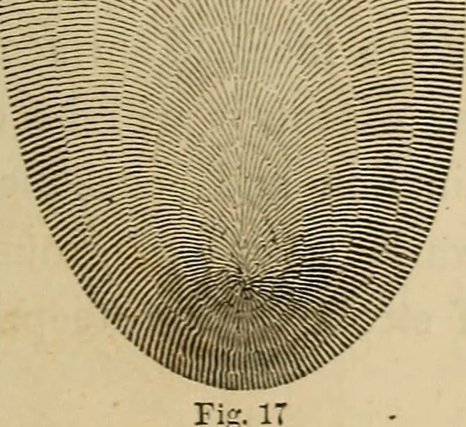 An illustration from Appleton's cyclopædia of drawing, designed as a textbook for the mechanic, architect, engineer, and surveyor, 1866, leaf 550