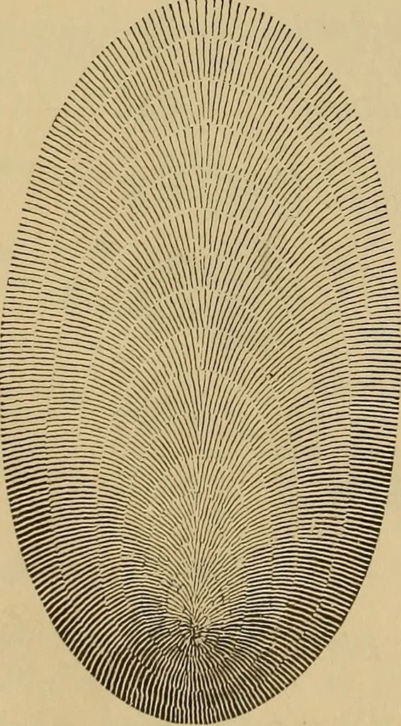 An illustration from Appletons' cyclopædia of technical drawing, 1896, leaf 115