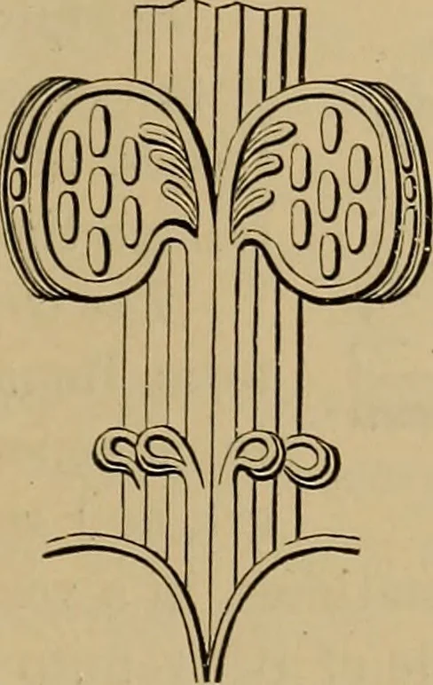 An illustration from Appletons' cyclopædia of technical drawing, 1896, leaf 704