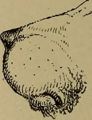 An illustration from Appletons' cyclopædia of technical drawing, 1896, leaf 761
