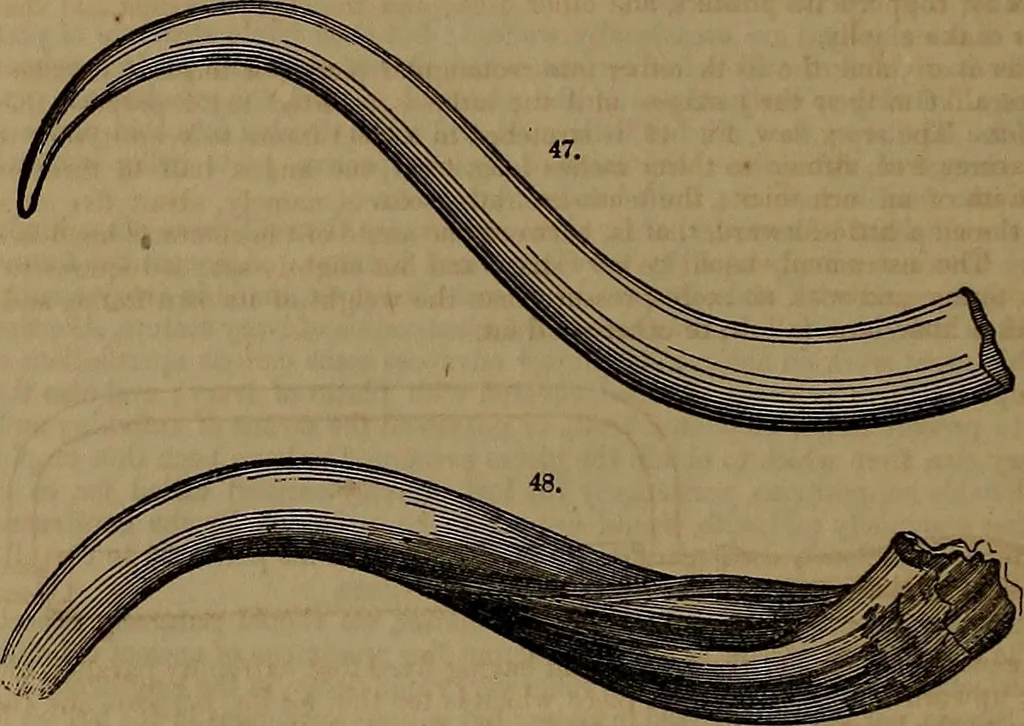 An illustration from Appleton's dictionary of machines, mechanics, engine-work, and engineering, 1861, leaf 35