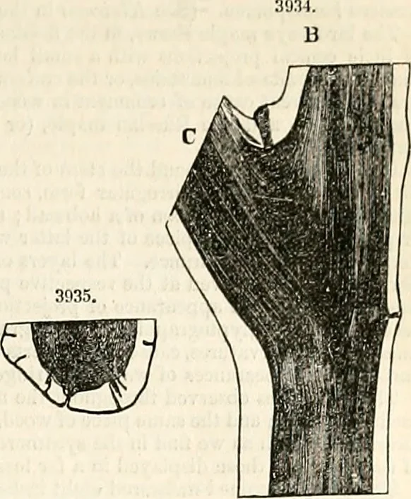 An illustration from Appleton's dictionary of machines, mechanics, engine-work, and engineering : illustrated with four thousand engravings on wood ; in two volumes, 1873, leaf 930