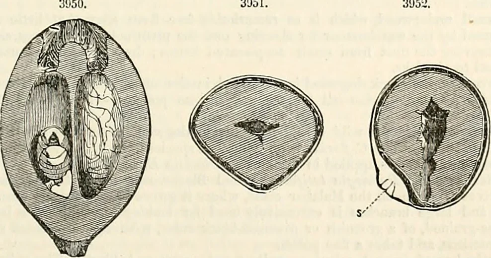 An illustration from Appleton's dictionary of machines, mechanics, engine-work, and engineering : illustrated with four thousand engravings on wood ; in two volumes, 1873, leaf 946