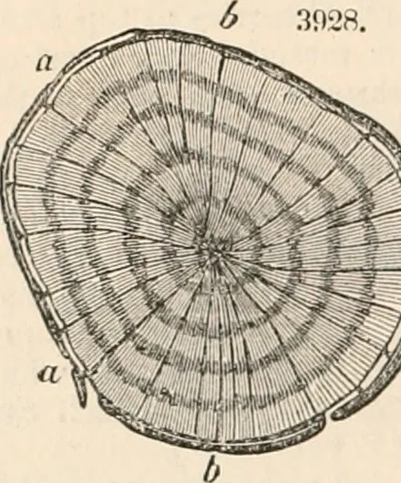 An illustration from Appleton's dictionary of machines, mechanics, engine-work, and engineering, 1869, leaf 927