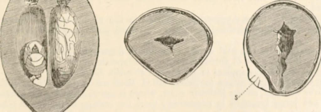 An illustration from Appleton's dictionary of machines, mechanics, engine-work, and engineering, 1869, leaf 950