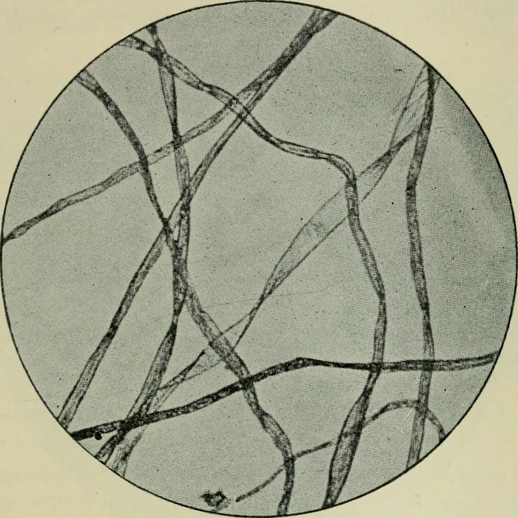 An illustration from Application of dyestuffs to textiles, paper, leather and other materials, 1920, leaf 546