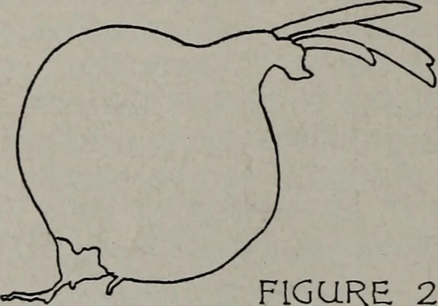 An illustration from Applied drawing, 1916, leaf 231