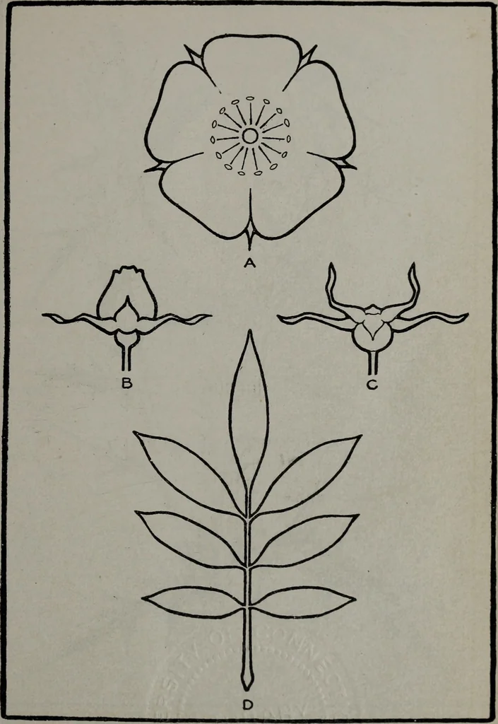 An illustration from Applied drawing, 1916, leaf 90
