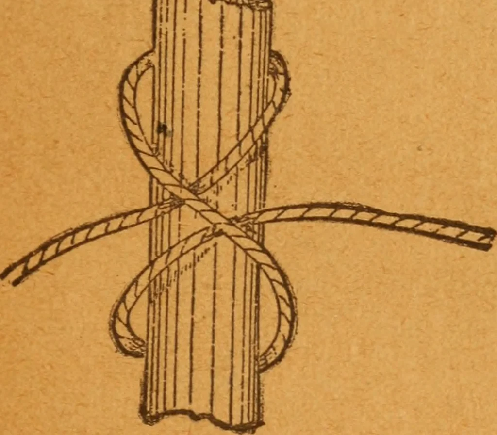An illustration from Aquatic guide;, 1891, leaf 20
