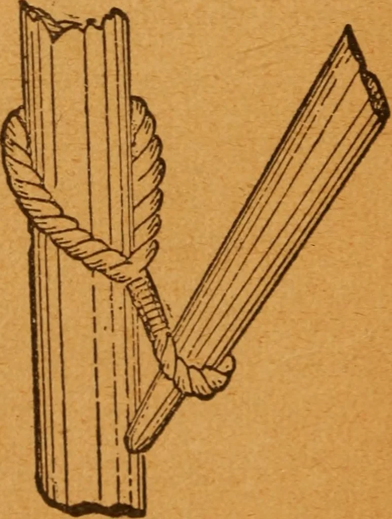 An illustration from Aquatic guide;, 1891, leaf 33
