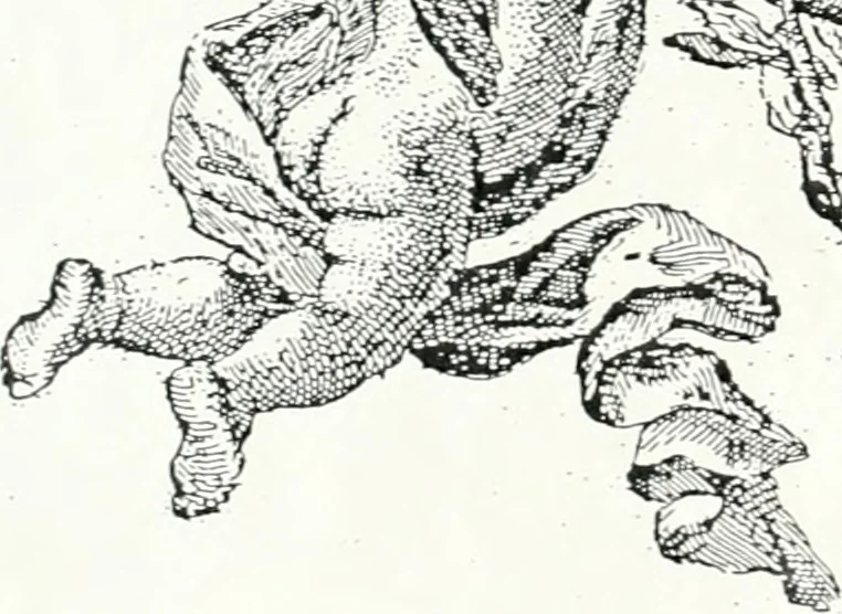 An illustration from Aquila Romana, ouero, Monarchia occidentale da Carlo Magno d'Occidente imperador primo : sino alla coronatione del glorioso Leopoldo Primo : tutti con le loro effigie dal naturale, aggiontiui li geroglifici ed allegorie, inuentione dell' autore, 1679, leaf 1