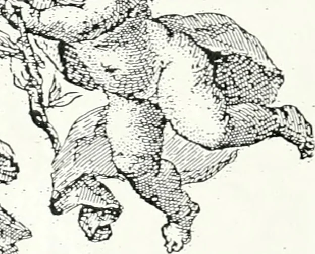 An illustration from Aquila Romana, ouero, Monarchia occidentale da Carlo Magno d'Occidente imperador primo : sino alla coronatione del glorioso Leopoldo Primo : tutti con le loro effigie dal naturale, aggiontiui li geroglifici ed allegorie, inuentione dell' autore, 1679, leaf 1