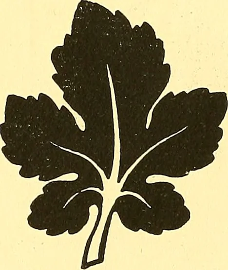An illustration from Arbor vitae : a book on the nature & development of imaginative design for the use of teachers, handicraftsmen & others, 1910, leaf 62