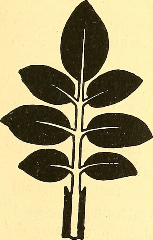 An illustration from Arbor vitae : a book on the nature & development of imaginative design for the use of teachers, handicraftsmen & others, 1910, leaf 62